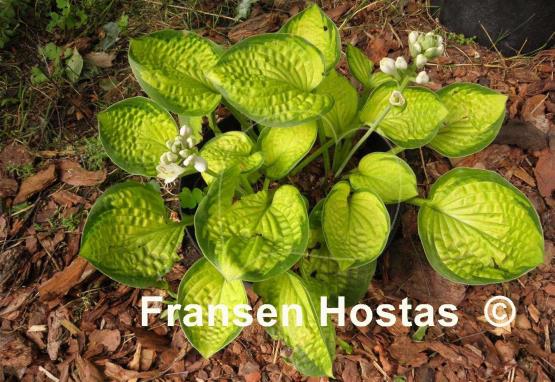 Hosta Rainforest Sunrise - Fransen Hostas